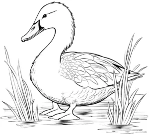 ente-im-teich-mit-graesen
