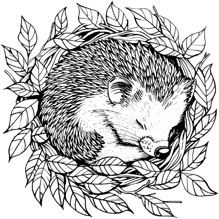 igel-in-blattwerk-malen-vorlage