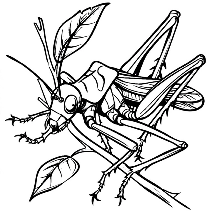 malvorlage-eine-grille-auf-einem-blatt