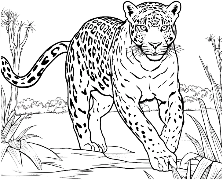 malvorlage-jaguar-in-der-natur