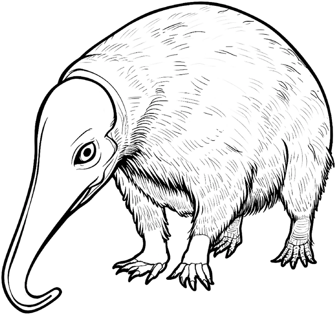 malvorlage-kiwi-ausmalbild