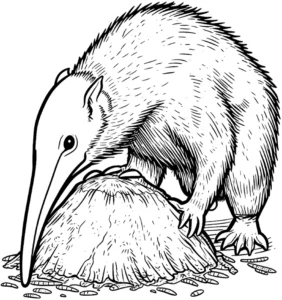 malvorlage-kiwivogel-neuseeland