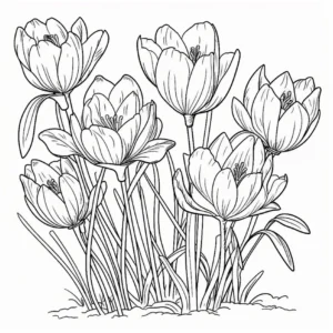 malvorlage-krokusblueten-fruehling