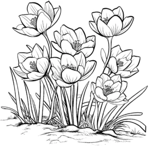 malvorlage-krokusse-im-fruehling