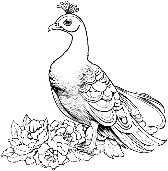 malvorlage-pfau-in-blumen
