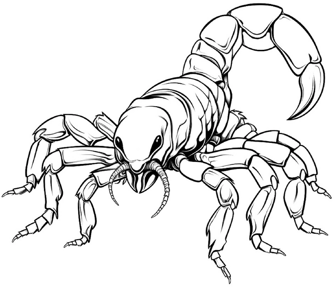 malvorlage-skorpion-fuer-kreative-ausmalstunden