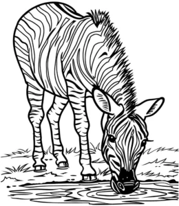 malvorlage-zebra-am-wasser