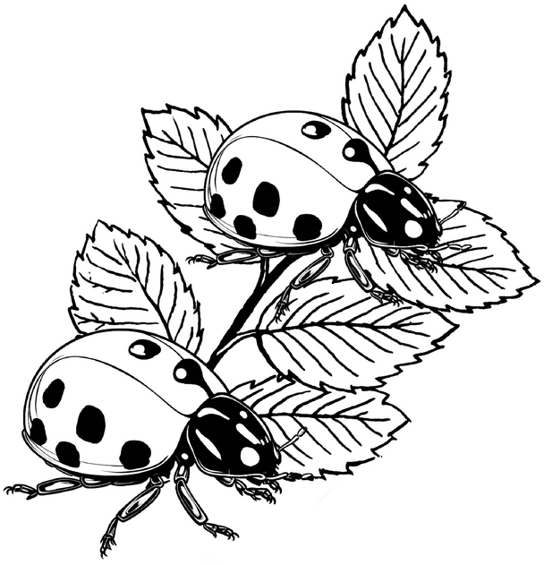 malvorlage-zwei-marienkaefer-auf-blaettern