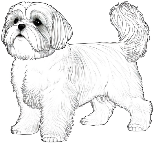 shih-tzu-malen-ausmalvorlage